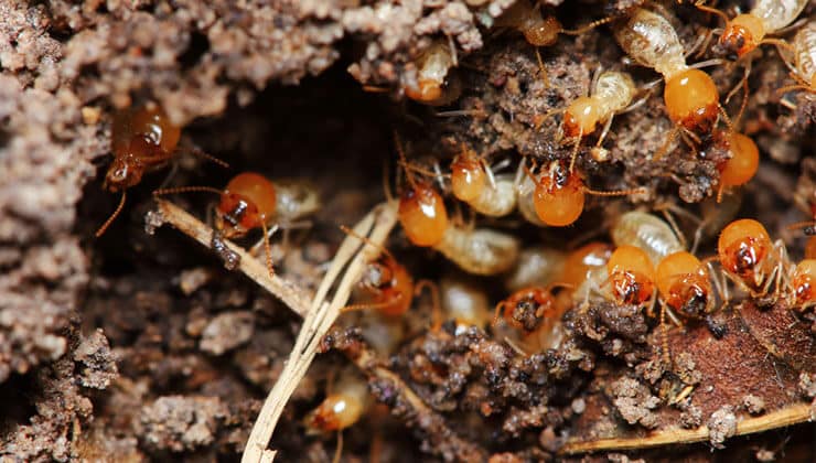 How To Get Rid of Termites