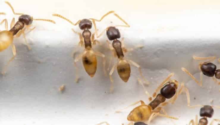 How to Get Rid of Ghost Ants Completely