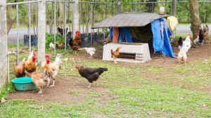 How To Keep Chickens Off The Porch - 10 Effective Ways