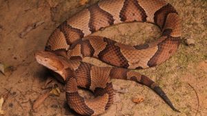 How To Get Rid Of Copperhead Snakes Out Of Your Home