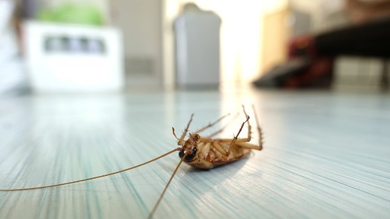 Pest Control in Boynton Beach FL