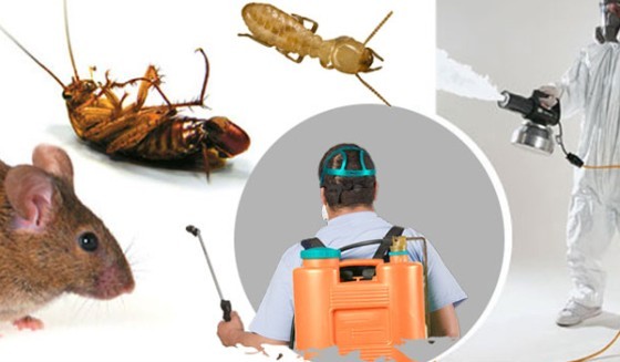 Pest Control in Novato CA